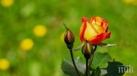 звездите говорят връхлитат умора депресия посветете времето дома семейството