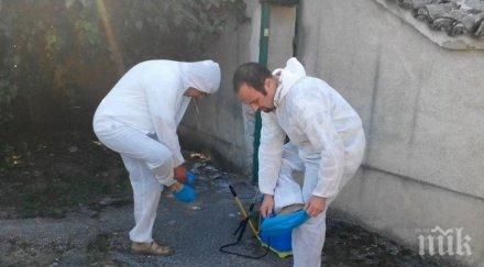 гореща тема започна доброволното умъртвяване прасета пазарджишко снимка