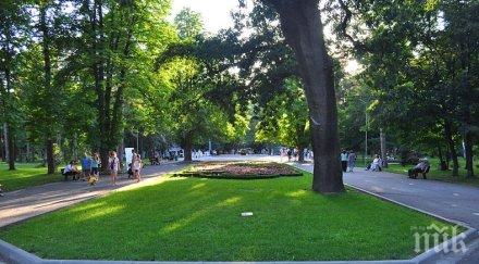 започна разчистването опасни дървета градския парк ямбол