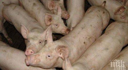 обезвредиха изхвърлените дере отпадъци заклани прасета