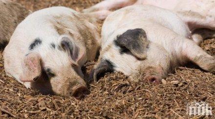 северна македония забрани вноса свинско сърбия