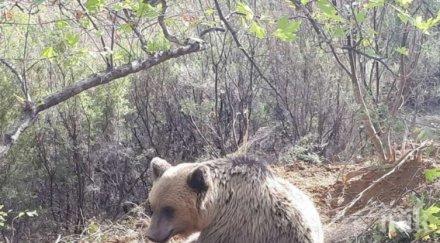 осъдиха разстрел мечка изровила гроб