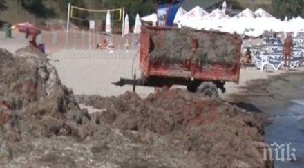 сарафово връщат обратно морето изхвърлени водорасли