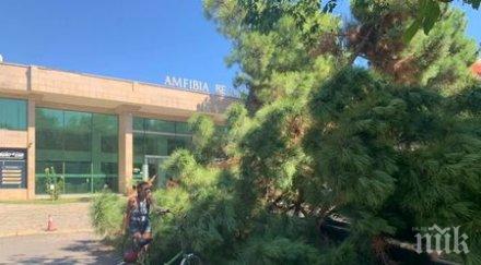 косъм метрово дърво стовари нова шкода паркинг слънчев бряг