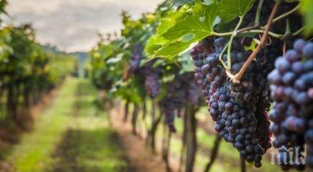 лоша прогноза лозарите централна северна българия очакват добра година