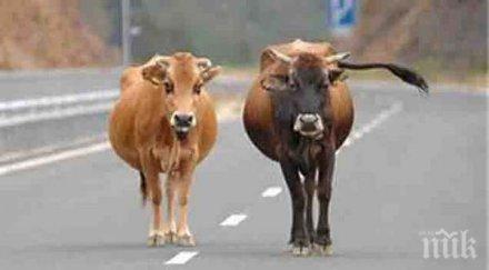 изготвени указания земеделските стопани доказват реализация животни схемите обвързано подпомагане