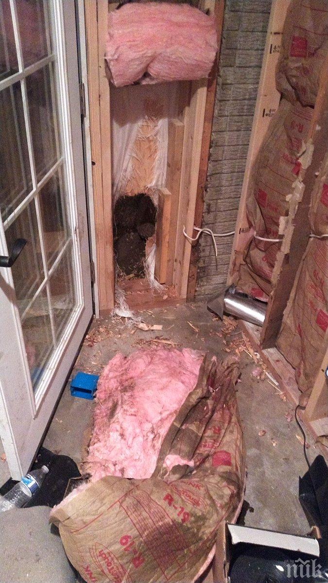 Мечка нахлу в къща в САЩ и разби стена, за да си проправи път навън (СНИМКА)