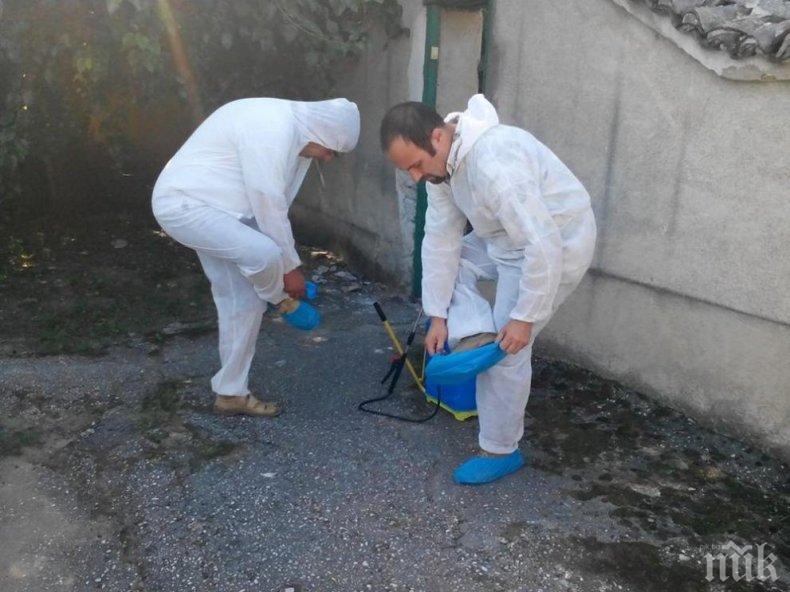 ГОРЕЩА ТЕМА: Започна доброволното умъртвяване на прасета в Пазарджишко (СНИМКА)