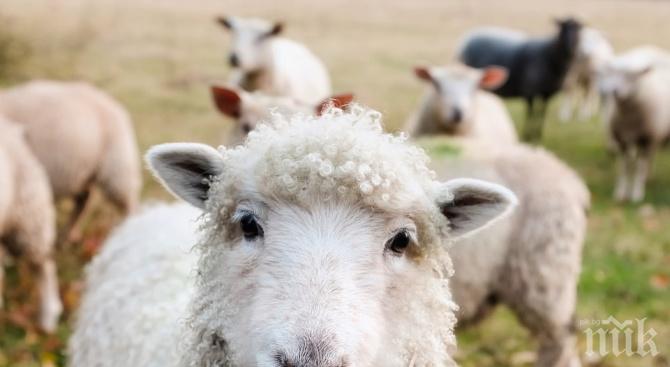 ЗАРАЗА: Откриха антракс по овцете в Северна Македония