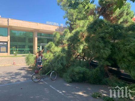НА КОСЪМ: 10-метрово дърво се стовари върху нова Шкода на паркинг в Слънчев бряг