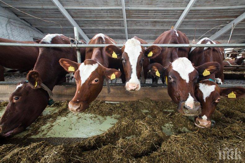 Фонд „Земеделие“ изплати над 23 млн. лева на 14 хиляди животновъди