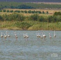 Атанасовското езеро бъка от розово фламинго