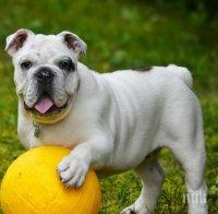 Извадиха 32 гумени патета от стомаха на булдог