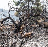 Локализиран е пожарът на гръцкия остров Евбея