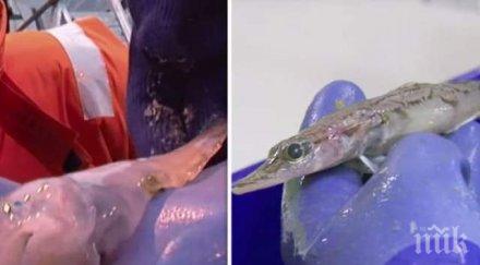 сензация откриха невиждани създания антарктида снимки