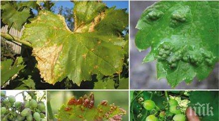 дъждовете маносаха гроздето русе свищов