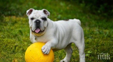 извадиха гумени патета стомаха булдог