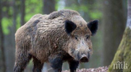 мерки северна македония започват извънреден отстрел диви свине заради африканската чума