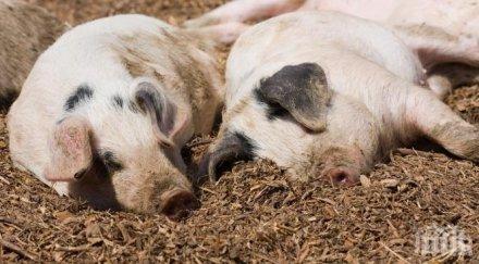 епидемия регистрираха нов случай африканска чума смолянска област