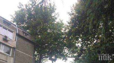 диващина варна осакатиха две годишни дървета