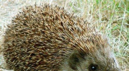 полицията сащ спаси 300 таралежа крокодил