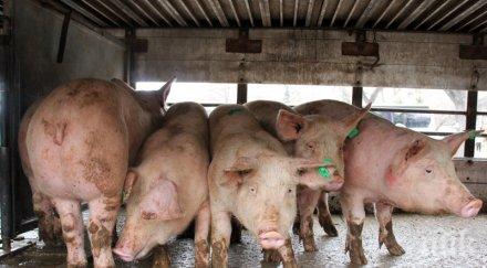 ужасяващо около индустриалното свиневъдство вече унищожено