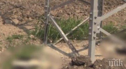 трагедия масова смърт щъркели бургас заради електрическите жици