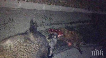 африканска чума тръшна дива свиня перущица