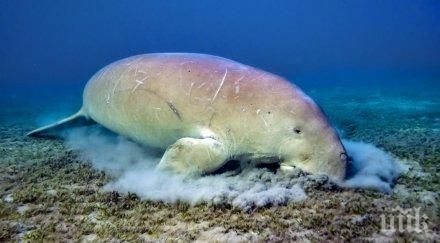 почина спасеното бебе дюгон заради погълнати пластмаси