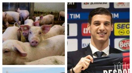 зараза прасе чума бабата кирил десподов случва кочината кресна мръвки яде футболистът каляри