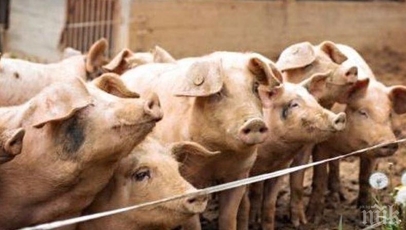 Колят 200 прасета в Кресна и селата наоколо заради чумата, срокът - до неделя