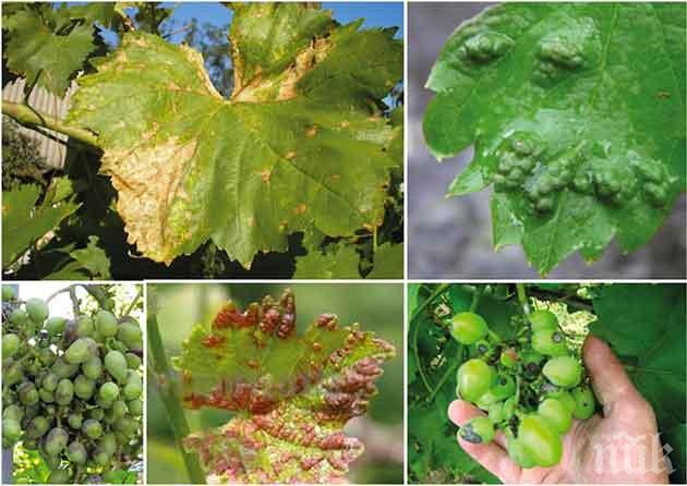 Дъждовете маносаха гроздето в Русе и Свищов