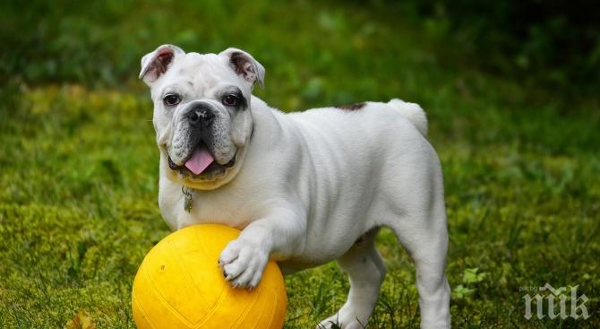 Извадиха 32 гумени патета от стомаха на булдог