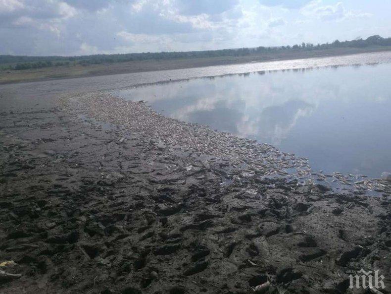 ЕКОКАТАСТРОФА КРАЙ РУСЕ: Тонове мъртва риба изплува в язовир Ръжица (СНИМКИ)