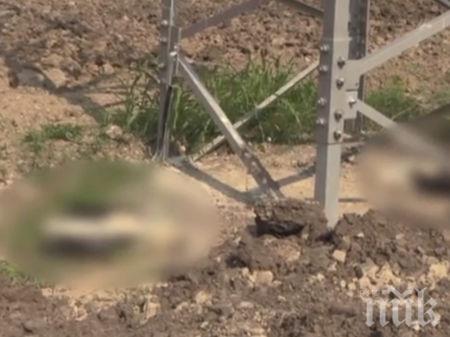 ТРАГЕДИЯ: Масова смърт на щъркели край Бургас заради електрическите жици
