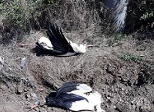 УЖАС: 17 умрели щъркели под електопровод намериха при проверка в Бургас