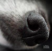 Убиха домашно куче в ломско село