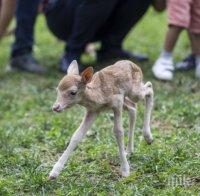 Коза осинови новородено еленче (СНИМКИ)