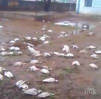 Над 11 хиляди птици са убити от градушка в САЩ (ВИДЕО)
