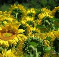 ШАХ С ПЕШКАТА: Кой обра слънчогледа край Балчик