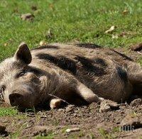 ПАНИКА ВЪВ ВАРНЕНСКО: Намериха мъртва дива свиня, не е ясно дали е покосена от чума
