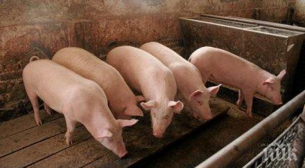 нова санитарна зона пловдивско заради африканската чума