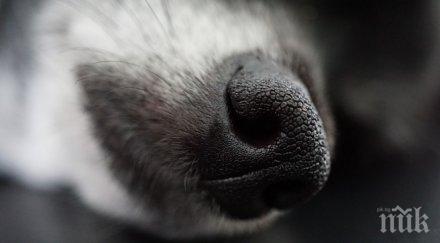 убиха домашно куче ломско село