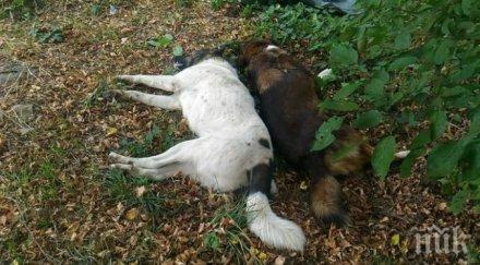 изверг задържаха убиец две кучета застрелял брутално