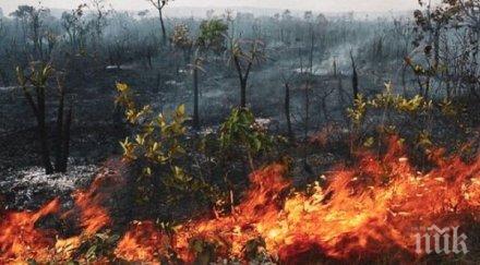случва сибир пламна амазонската джунгла