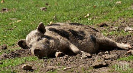 второ огнище африканска чума откриха горското стопанство алабак