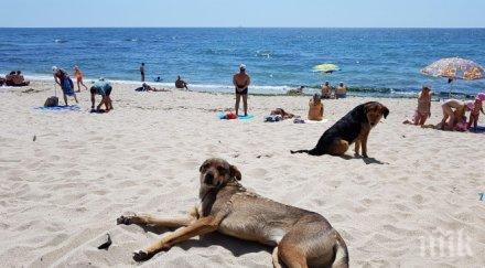 тревожно всеки втори кърлеж морето заразен