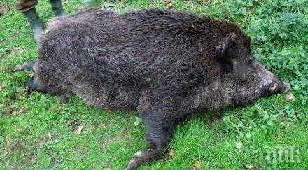 нов случай заразено чума диво прасе велико търново