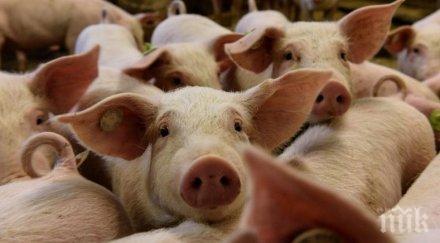 теглиха ножа 5281 прасета сливенско