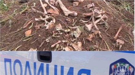 първо пик спешна експертиза костите враца проверяват дали животински